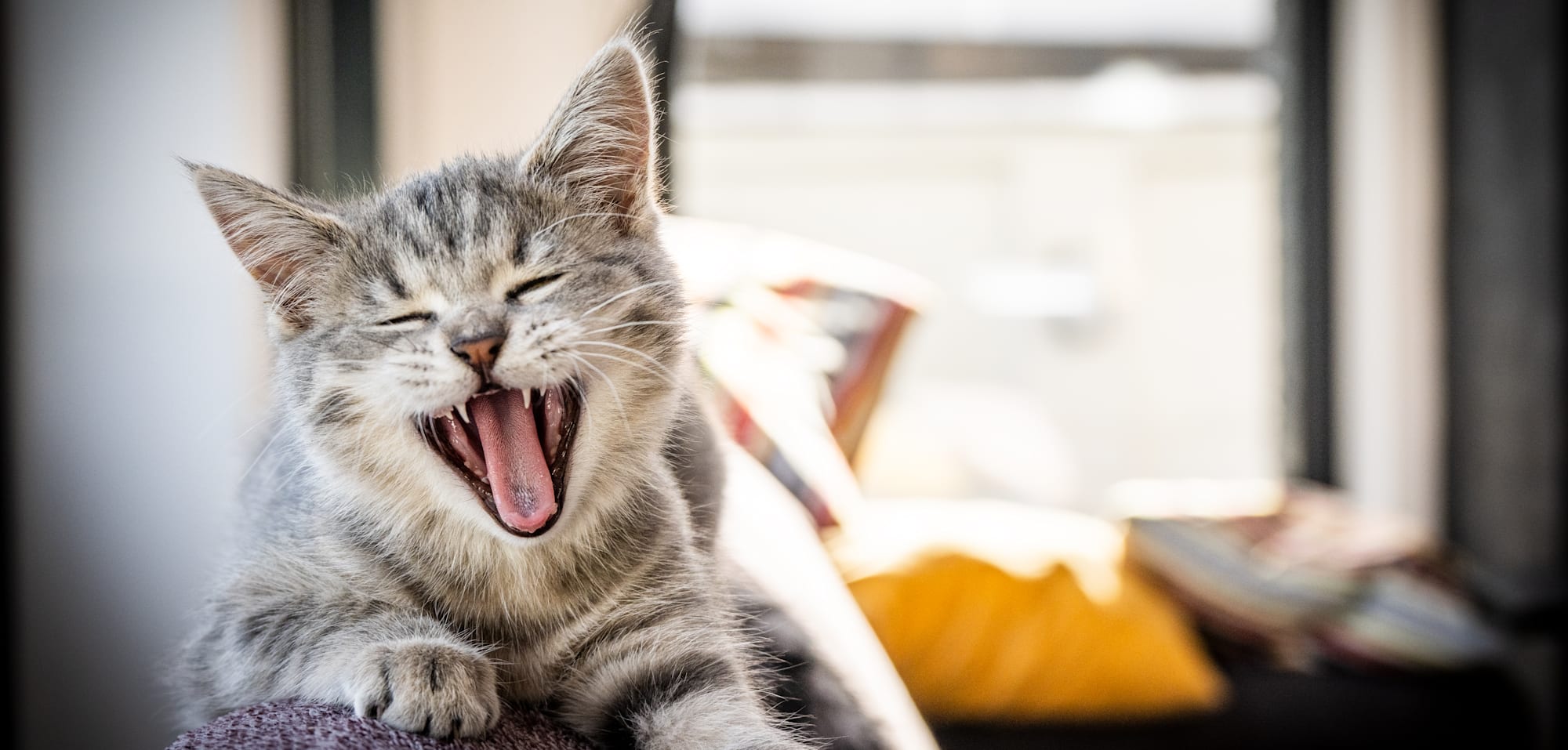 Katze
