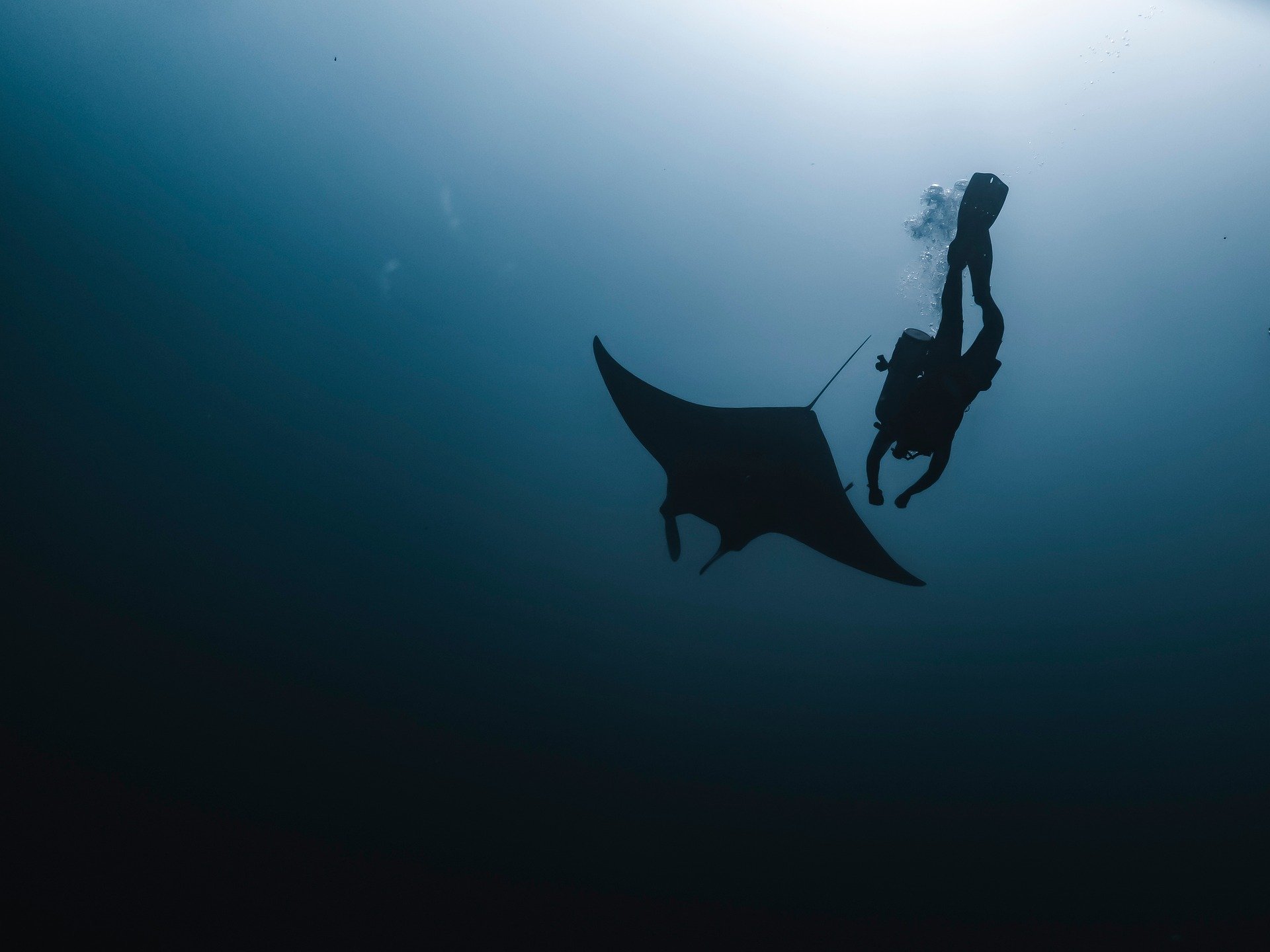 Manta