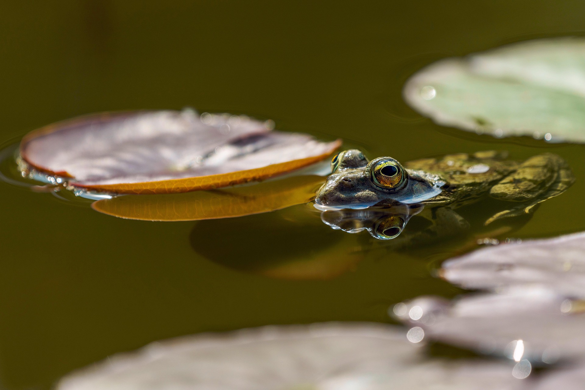 Frosch im Teich