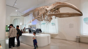 Haie + Friends im Naturkundemuseum Karlsruhe