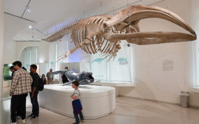 Haie + Friends im Naturkundemuseum Karlsruhe